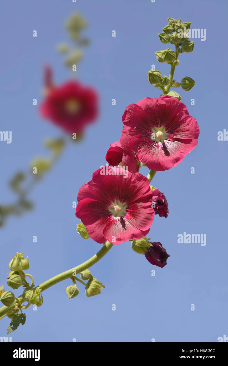 Roses trémières rouge gros plan (Alcea rosea) fleurs sur fond bleu Banque D'Images