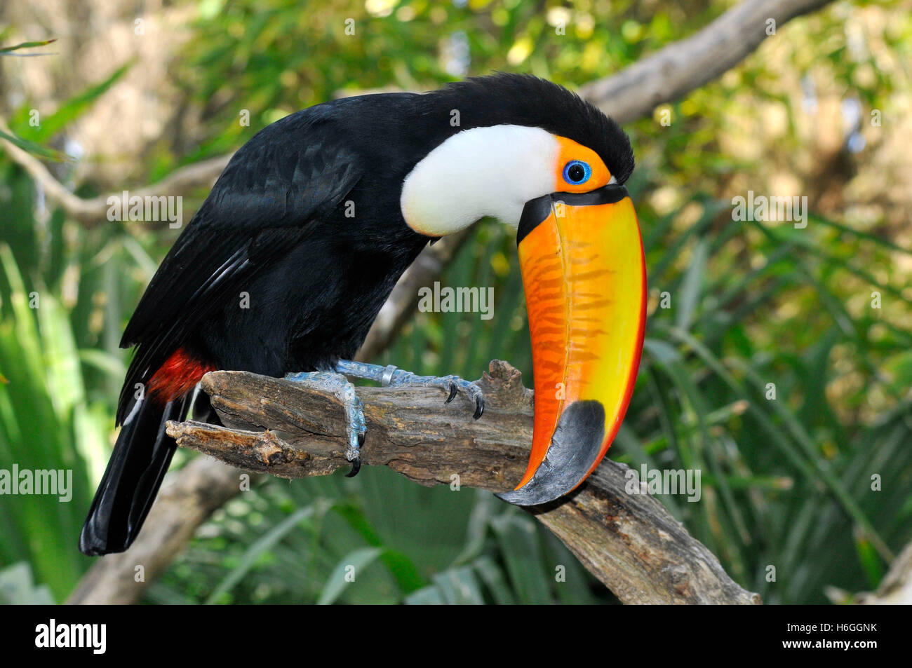 Profil de Toco Toucan (Ramphastos toco) perché sur branche avec son gros bec étrange Banque D'Images