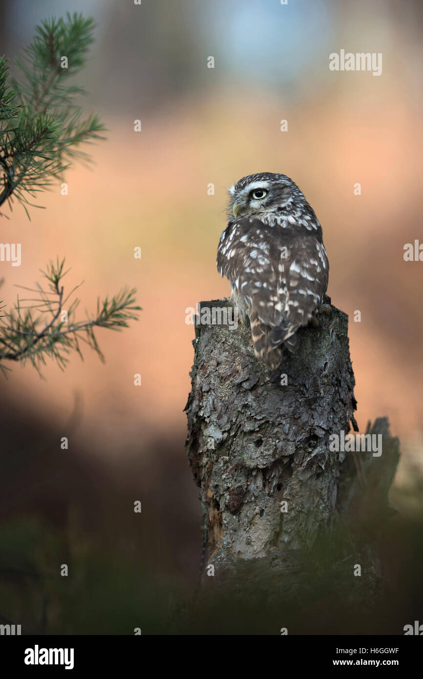Petit hibou / Chouette Minervas ( Athene noctua ) perché sur une vieille souche d'arbre arrière, vue, veillant sur son épaule. Banque D'Images