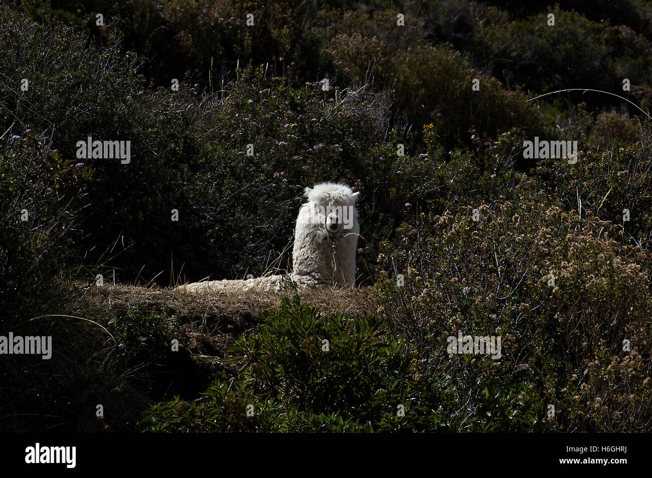 Gros blanc laineux alpaga au repos dans certains brosse avec une corde à faisceau de l'appareil photo Banque D'Images