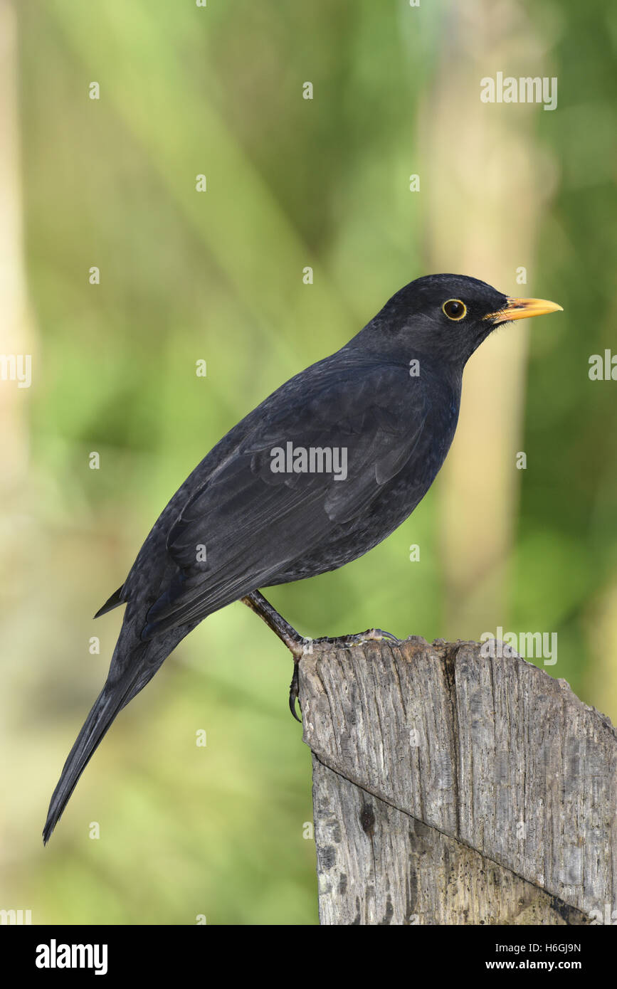Blackbird - Turdus merula - mâle Banque D'Images