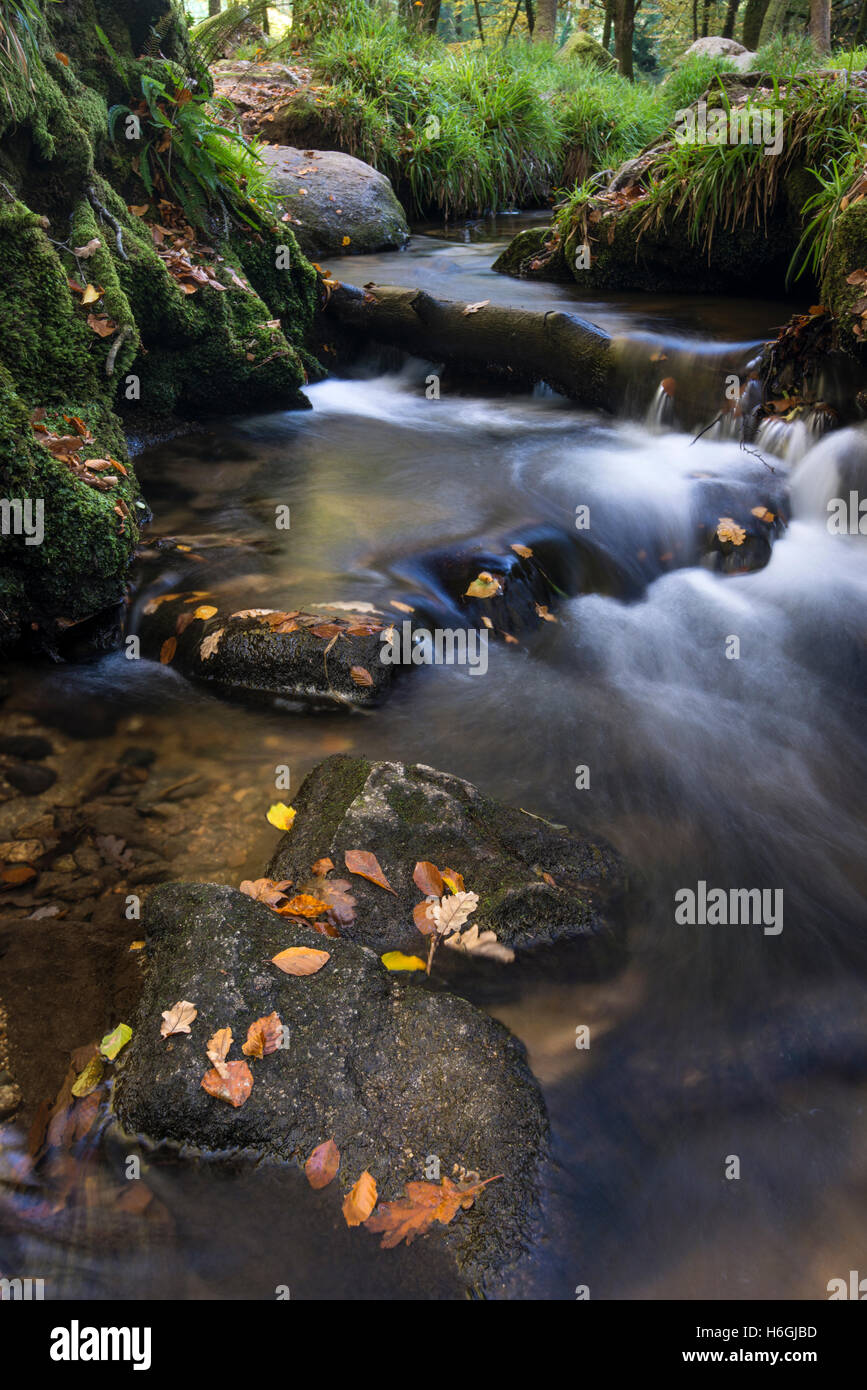 Golitha Falls, près de Liskeard, Cornwall Banque D'Images