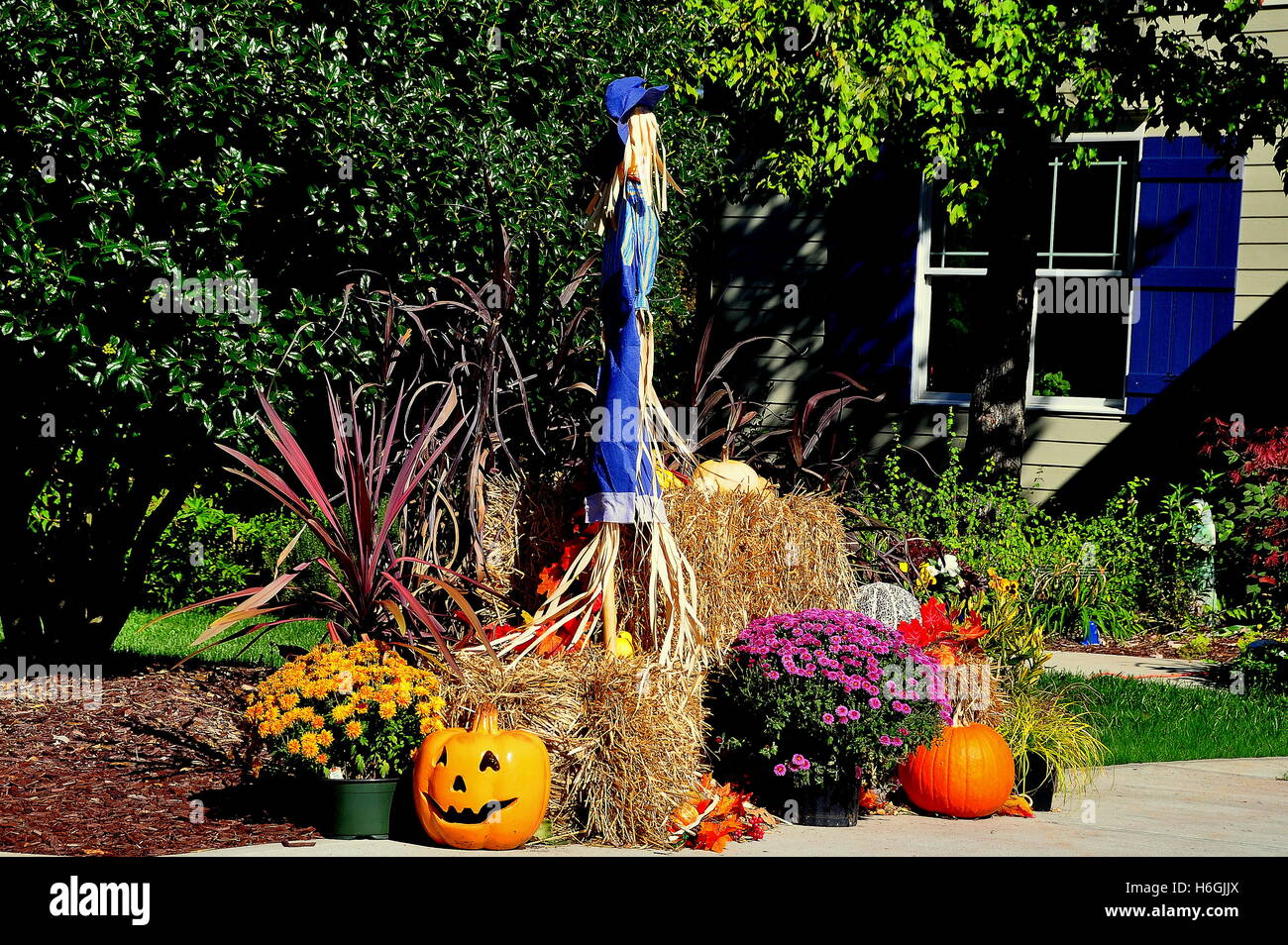 Chapel Hill, Caroline du Nord : Chrysanthèmes, citrouilles, sculpté et un épouvantail décorations Halloween Banque D'Images Chapel Hill, Caroline du Nord : Chrysanthèmes, citrouilles, sculpté et un épouvantail décorations Halloween Banque D'Images