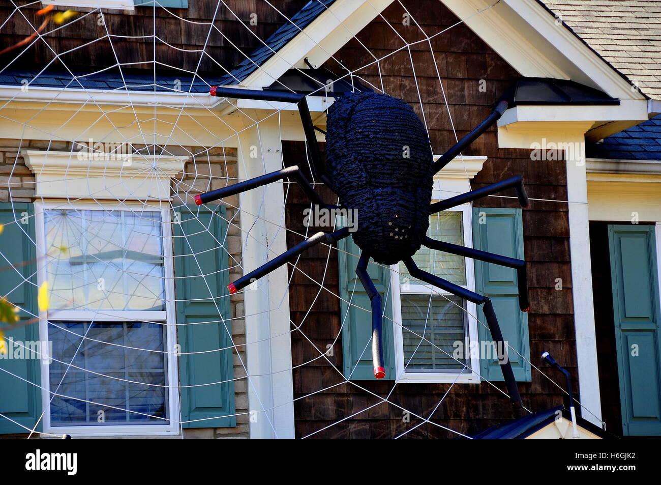 Chapel Hill, Caroline du Nord - 28 octobre 2016 : une araignée géante dans son site web décore un home pour Halloween * Banque D'Images Chapel Hill, Caroline du Nord - 28 octobre 2016 : une araignée géante dans son site web décore un home pour Halloween * Banque D'Images