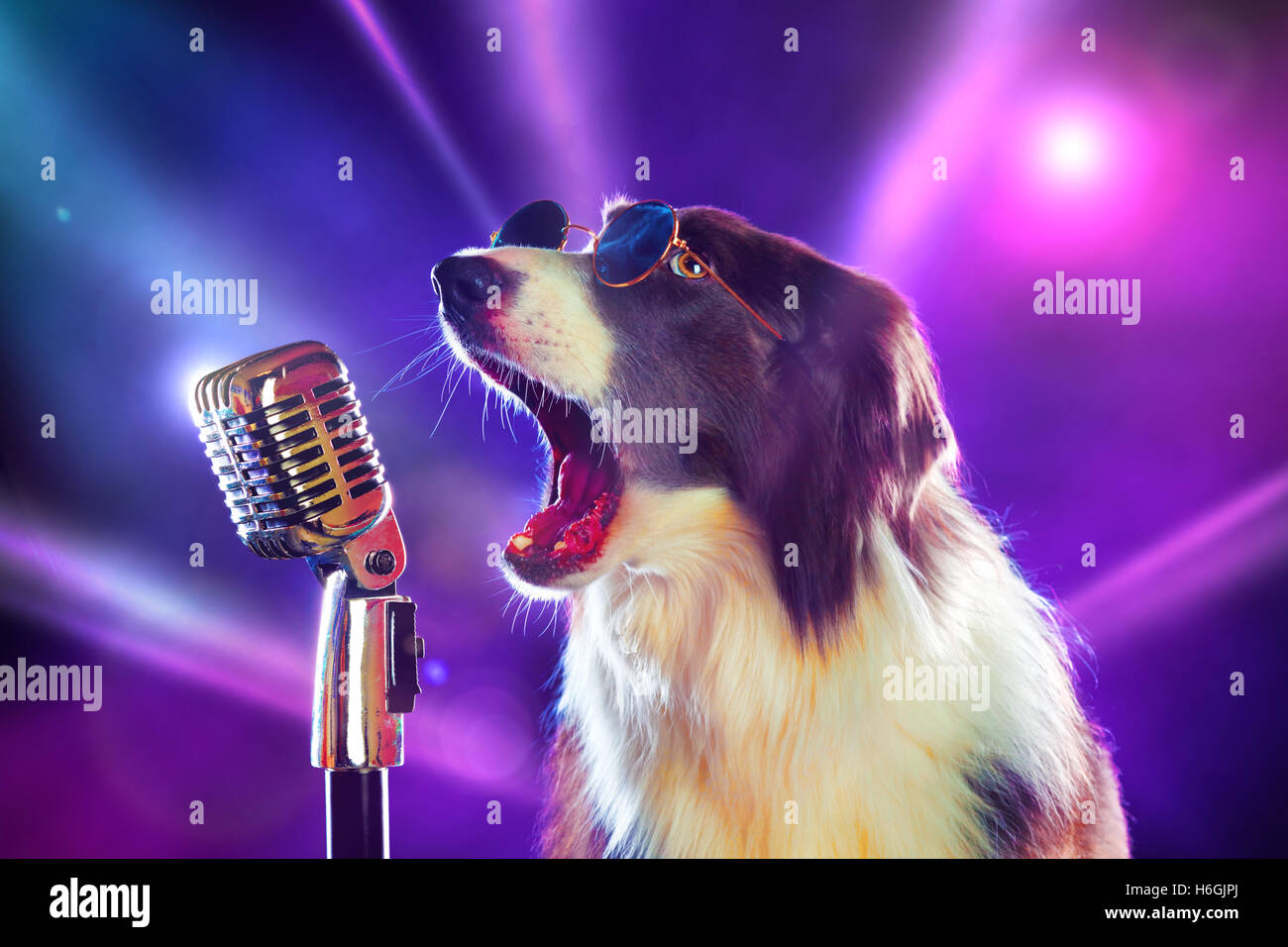 Chien border collie Rockstar singing into a microphone Banque D'Images