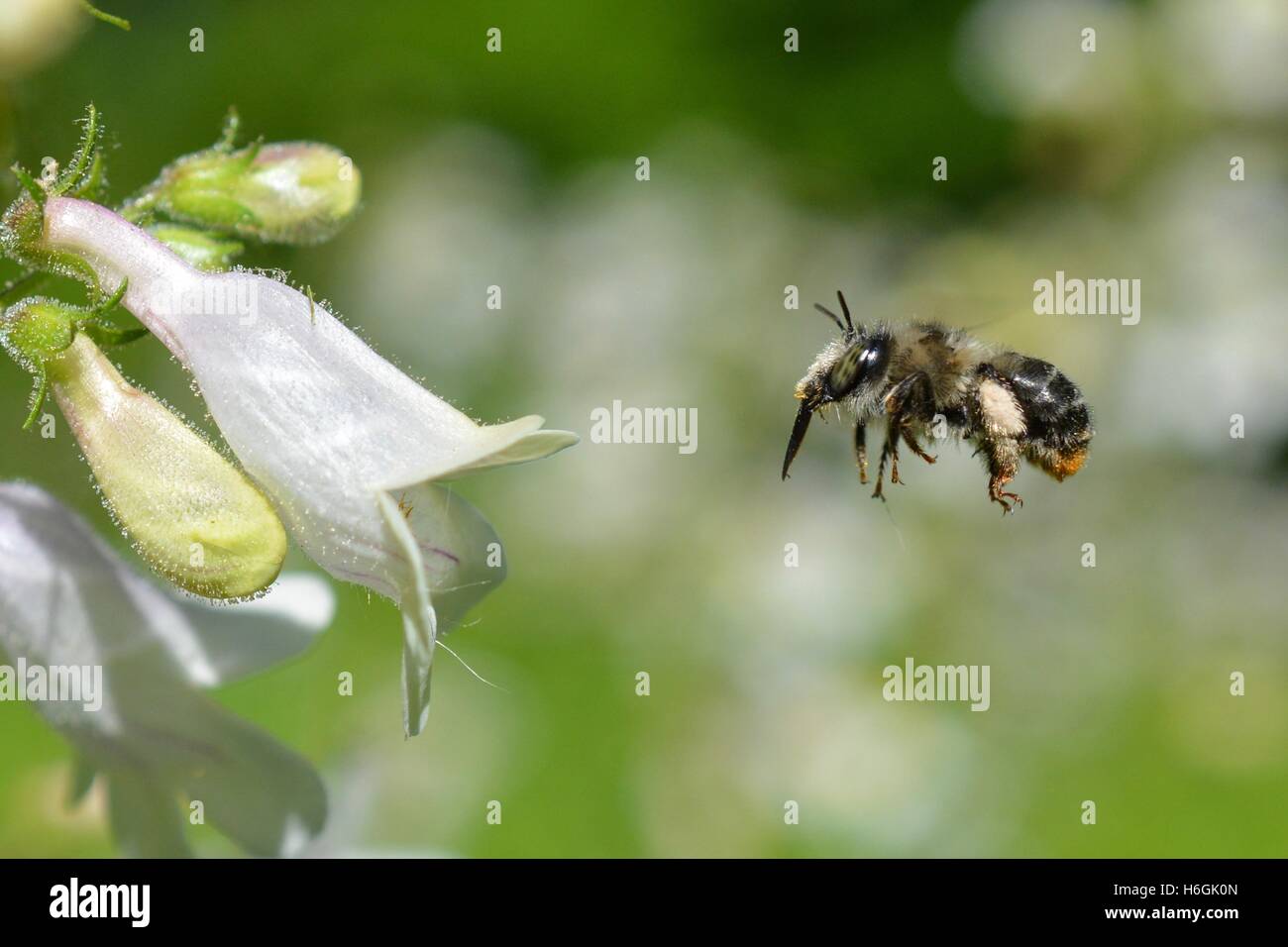 Digger bee (Anthophora terminalis) pollinisent foxglove beardtongue (Penstemon digitalis) Banque D'Images