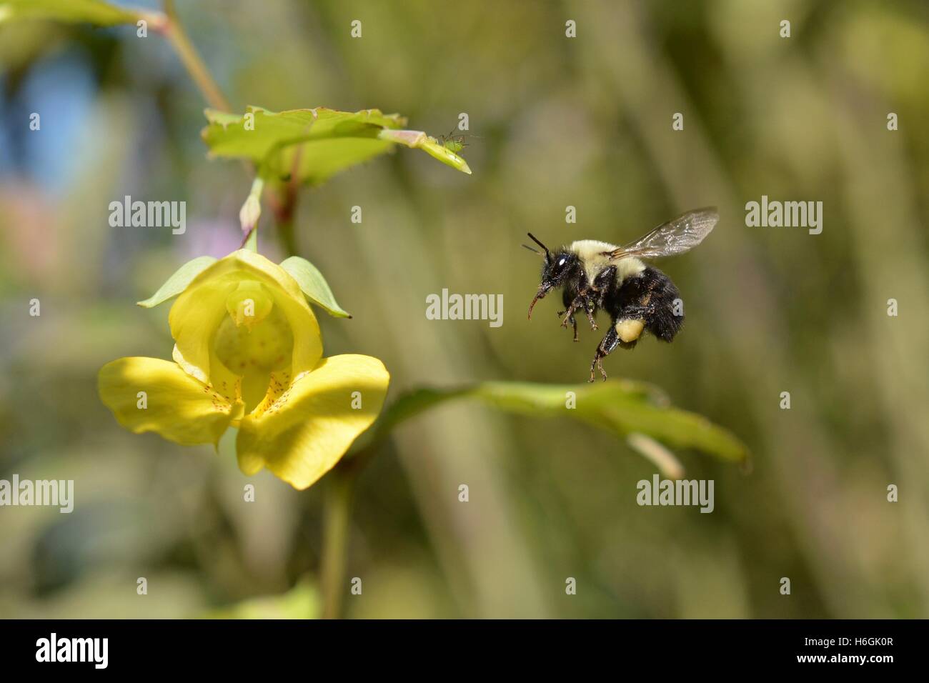 L'Est commun de bourdons (Bombus impatiens) visiter Jewelweed jaune (Impatiens pallida). Banque D'Images