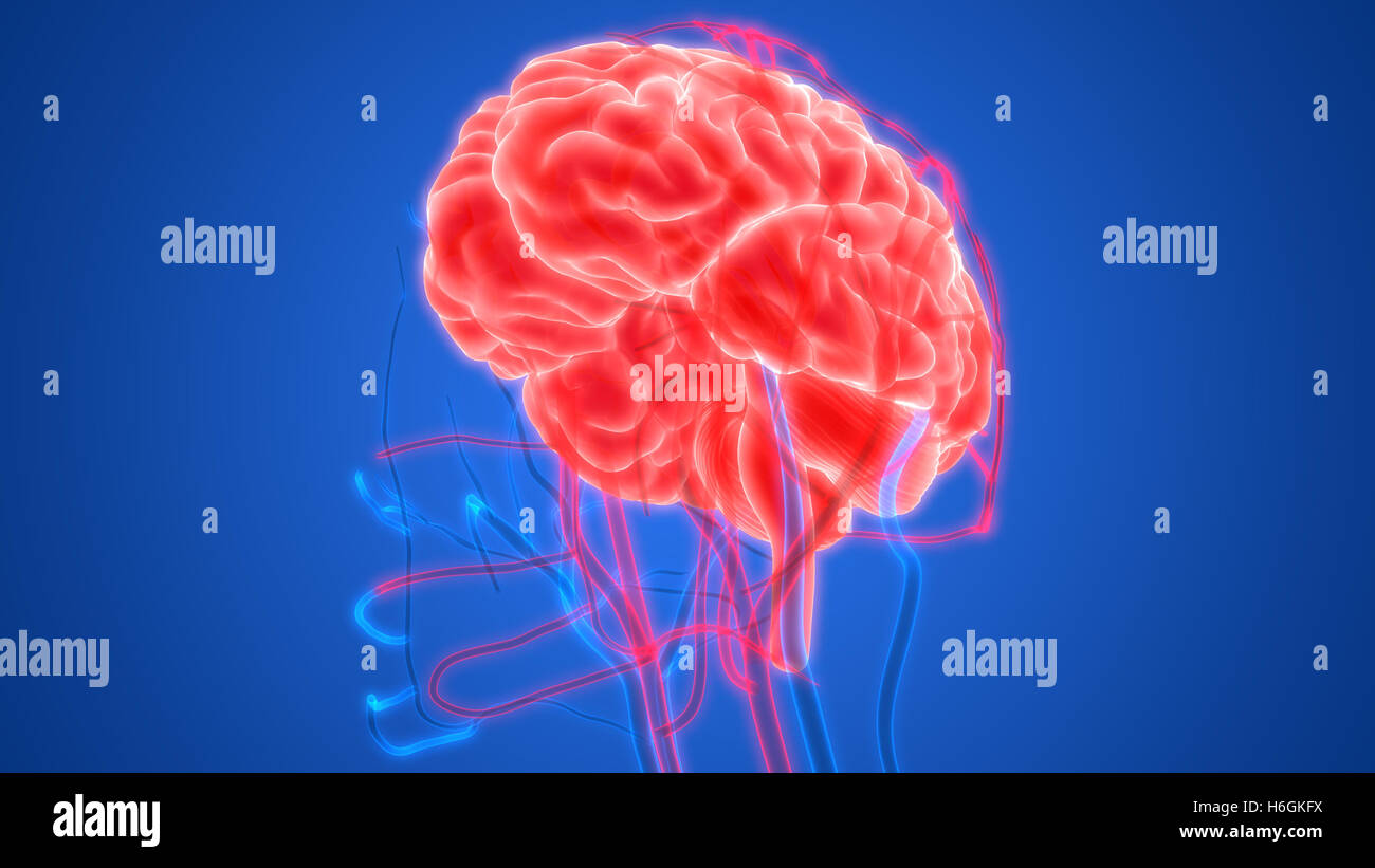 Cerveau humain avec l'anatomie du système circulatoire Banque D'Images Cerveau humain avec l'anatomie du système circulatoire Banque D'Images