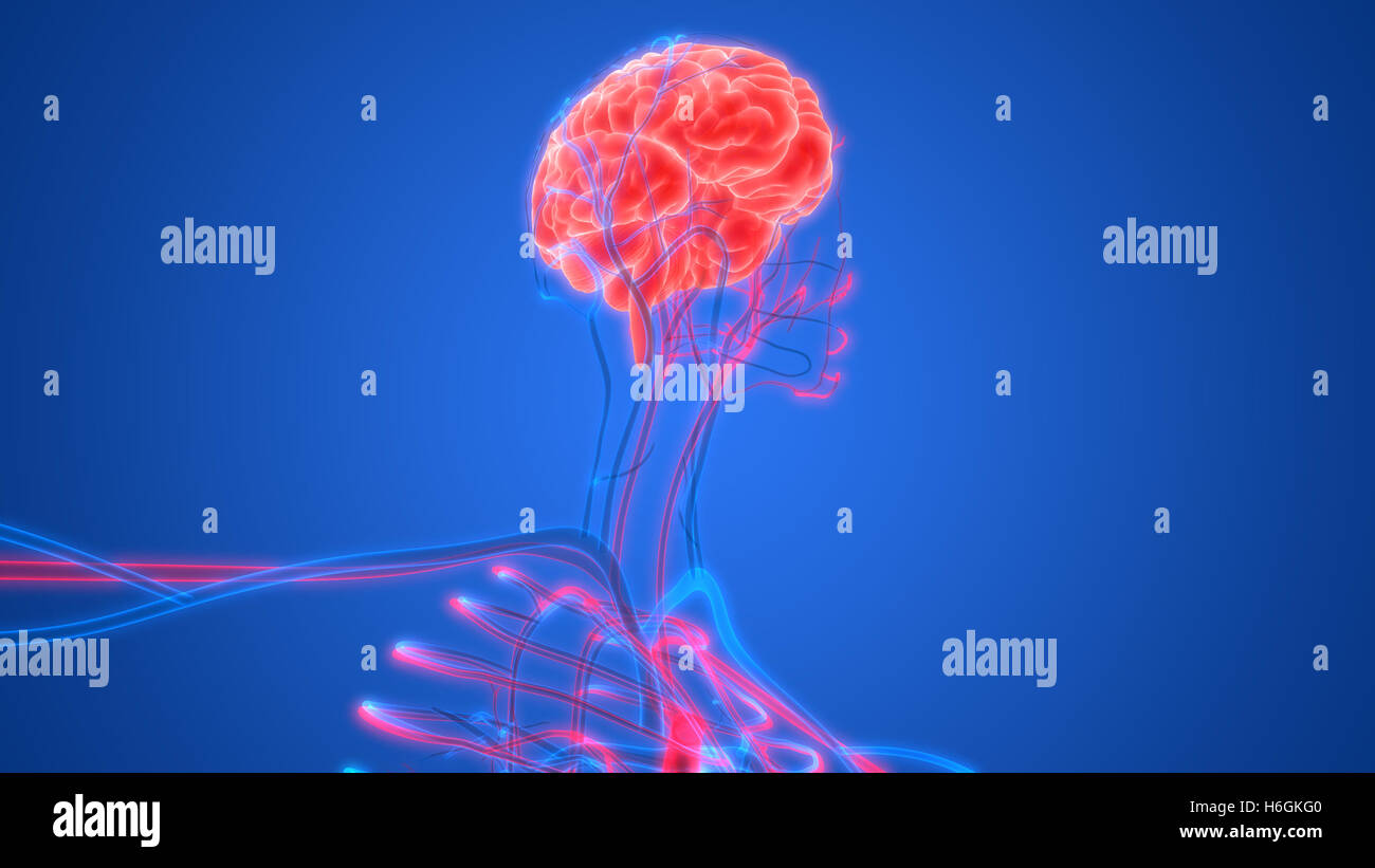 Cerveau humain avec l'anatomie du système circulatoire Banque D'Images Cerveau humain avec l'anatomie du système circulatoire Banque D'Images