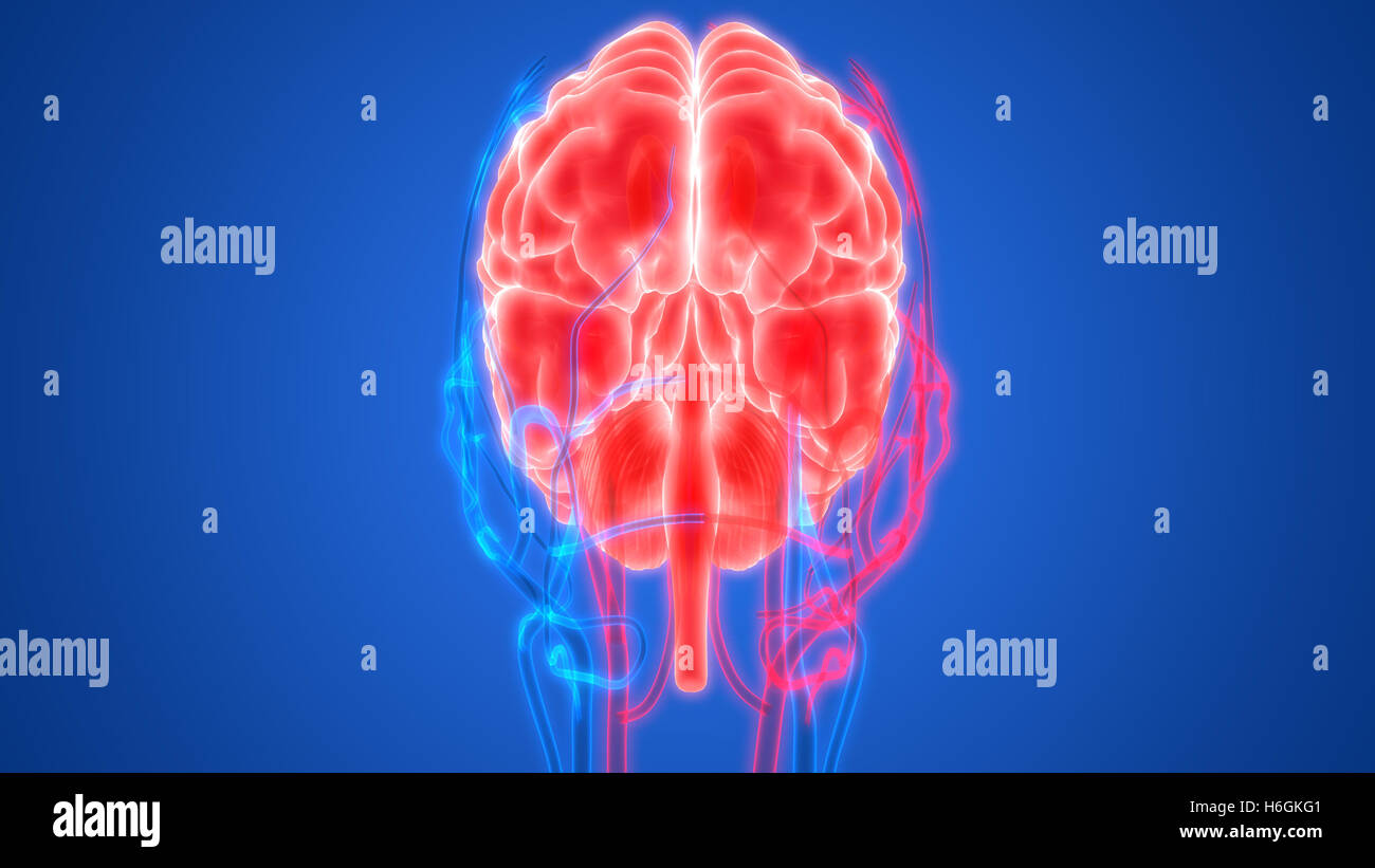 Cerveau humain avec l'anatomie du système circulatoire Banque D'Images Cerveau humain avec l'anatomie du système circulatoire Banque D'Images
