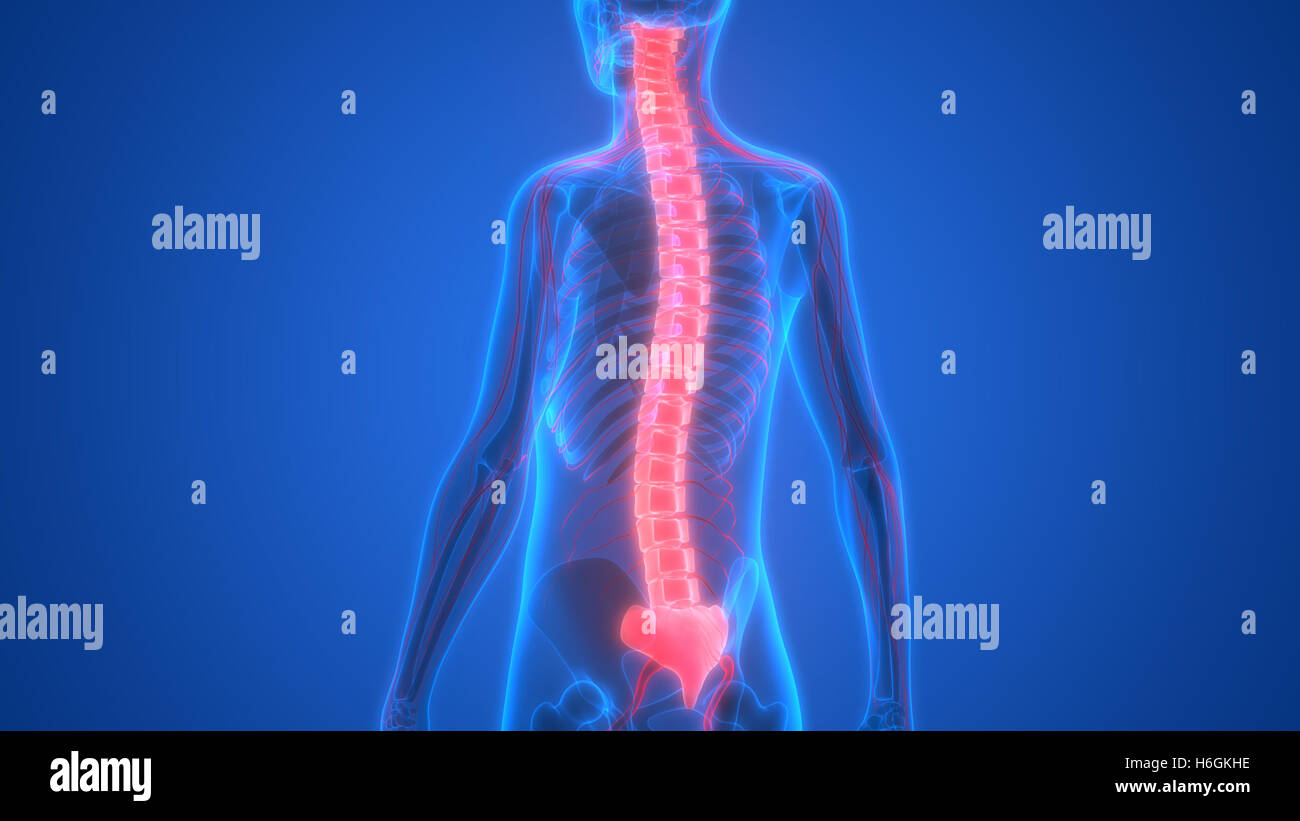 Une partie de la moelle épinière Anatomie du squelette humain Banque D'Images