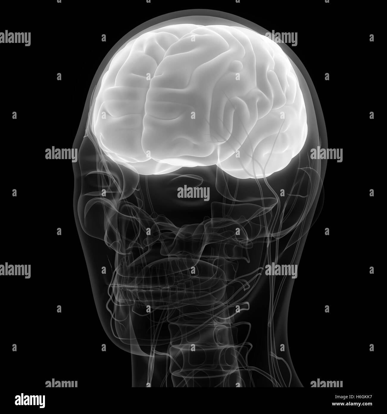 Cerveau humain avec l'anatomie du système circulatoire Banque D'Images