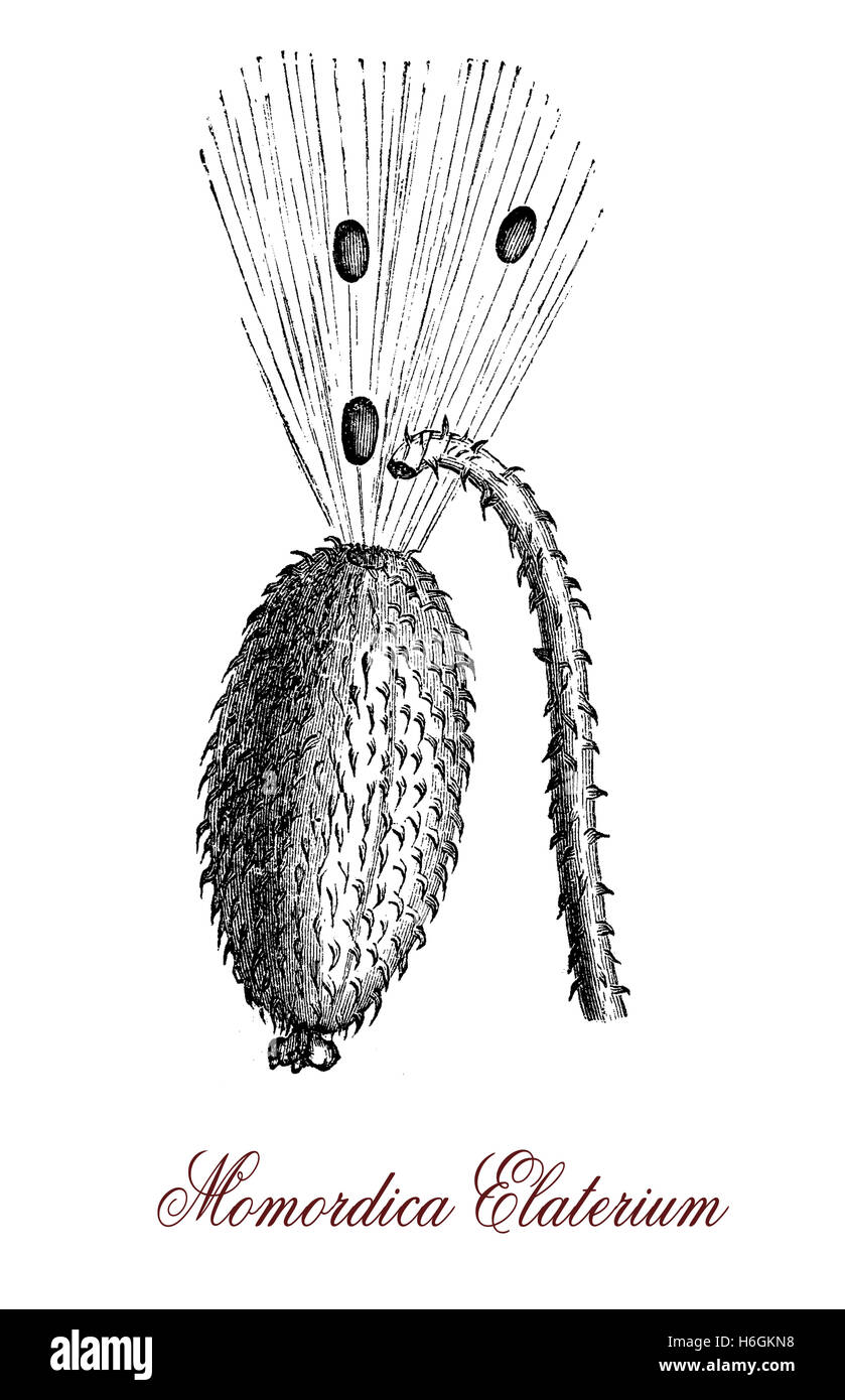 Ecballium ou d'explosion des cucurbitacea cucumber est une plante ornementale. Le fruit est toxique lorsqu'il est mûr et il éjacule un liquide mucilagineux contenant ses graines. Une substance extraite du jus est utilisé comme purgatif. Banque D'Images