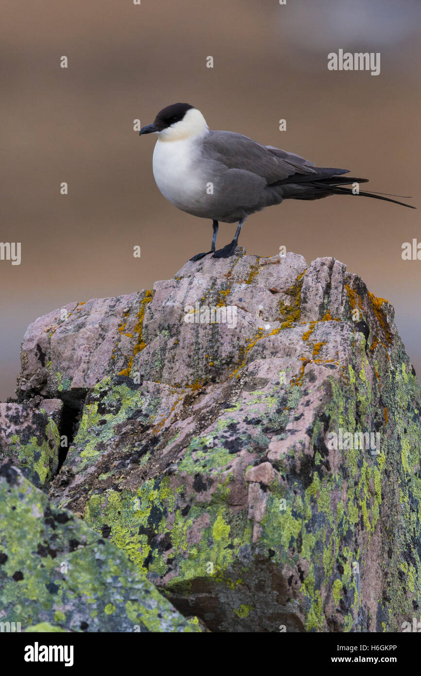 Labbe à longue queue (Stercorarius longicaudus)), adulte debout sur rock Banque D'Images