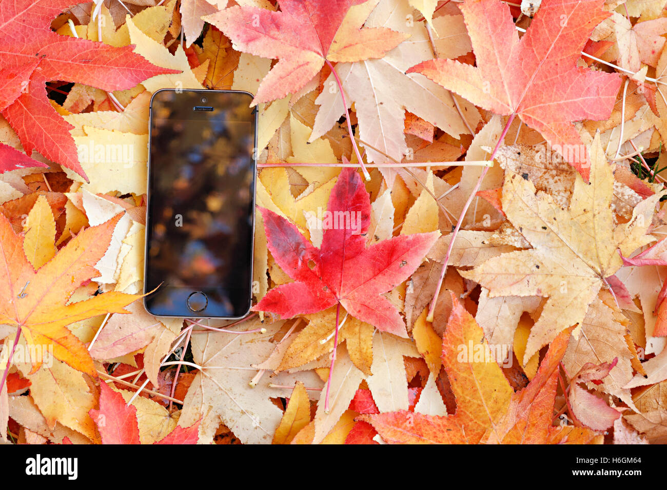 Téléphone mobile sur le sol, sur les feuilles colorées en automne . Banque D'Images