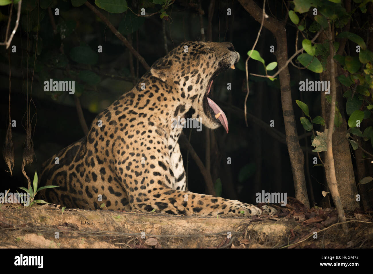 Jaguar couché dans l'ombre des arbres le bâillement Banque D'Images