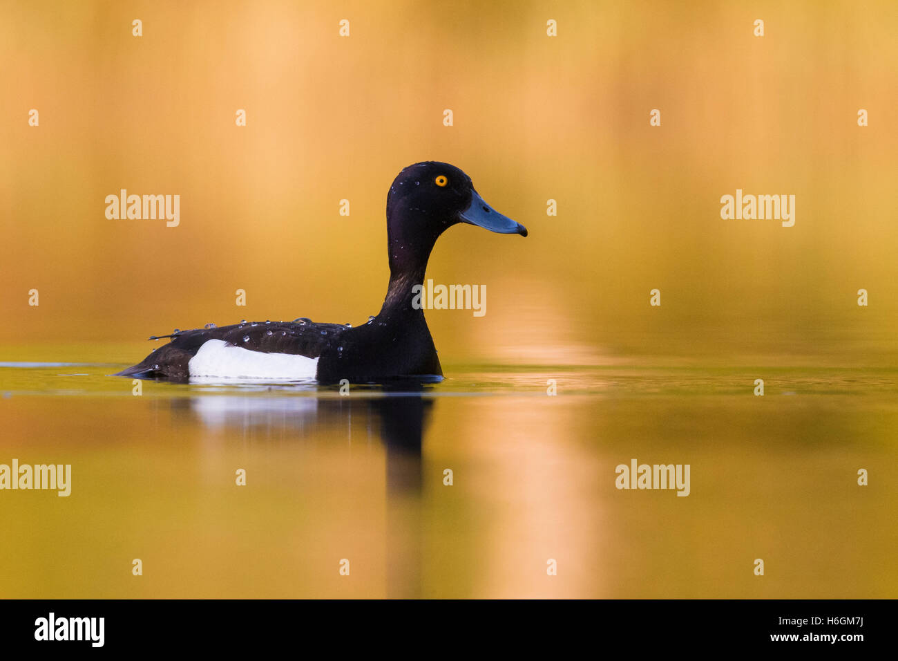 Fuligule morillon (Aythya fuligula), adulte de sexe masculin dans l'eau avec des reflets dorés Banque D'Images