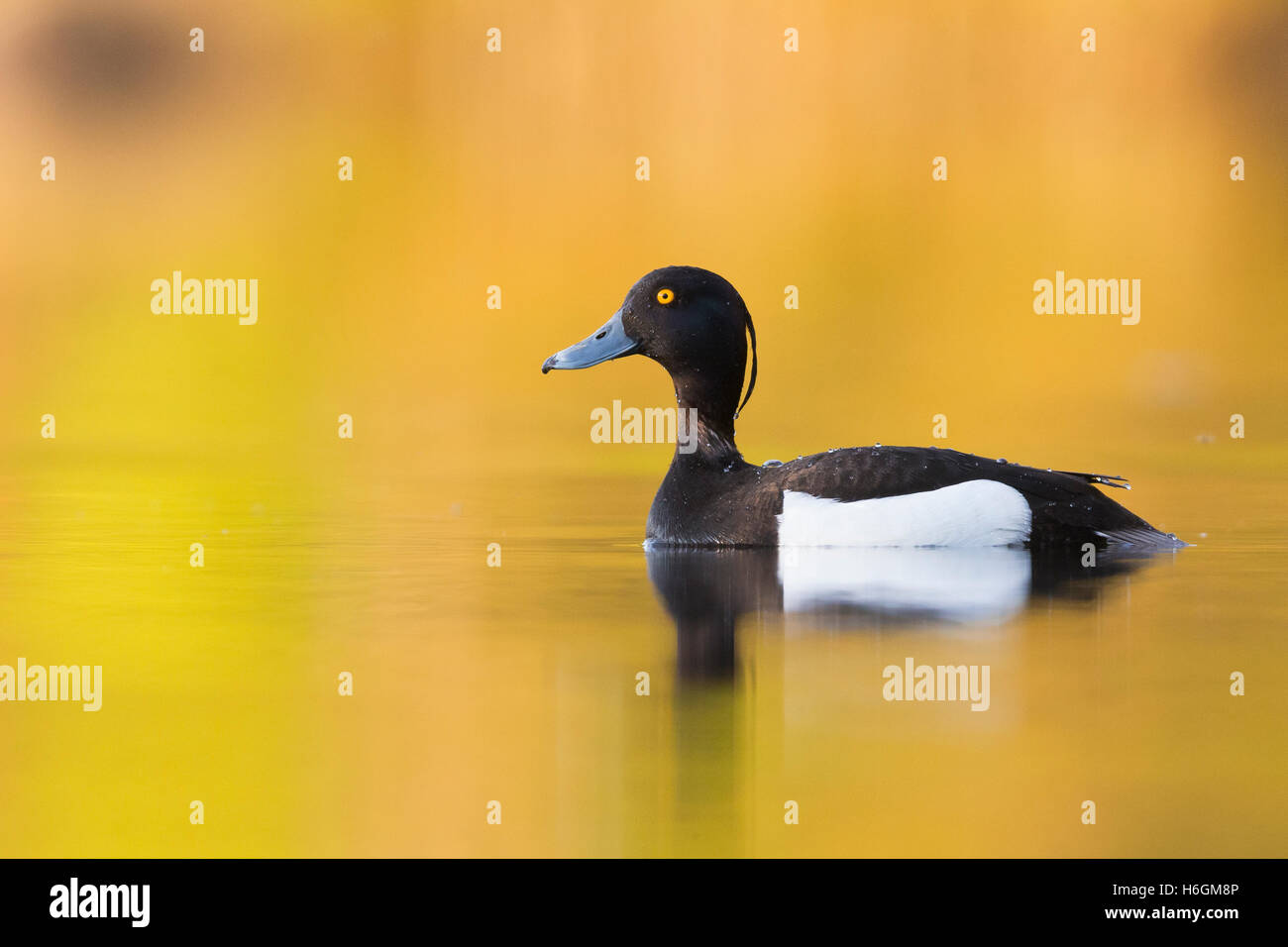 Fuligule morillon (Aythya fuligula), adulte de sexe masculin dans l'eau avec des reflets dorés Banque D'Images