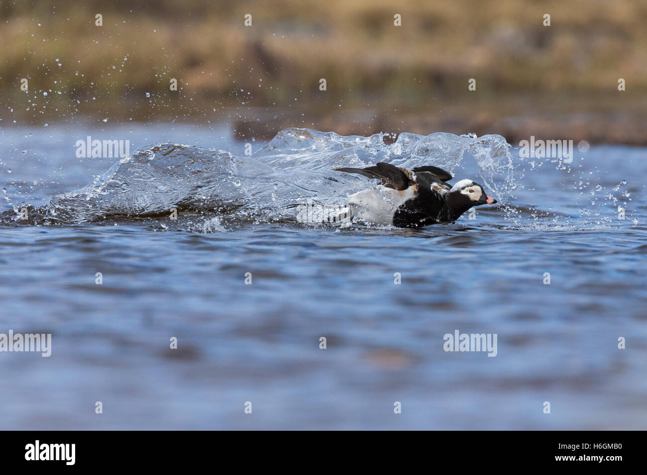 Le Harelde kakawi (Clangula hyemalis), mâle adulte, l'atterrissage dans l'eau Banque D'Images