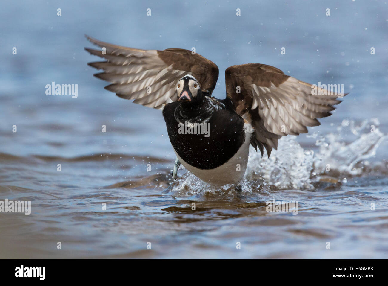 Le Harelde kakawi (Clangula hyemalis), mâle adulte, décoller de l'eau Banque D'Images