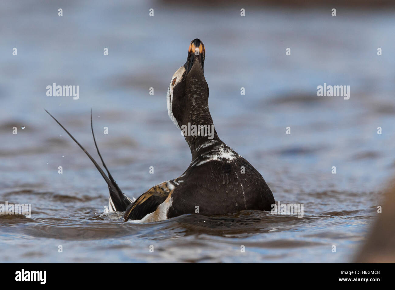 Le Harelde kakawi (Clangula hyemalis), mâle adulte afficher dans l'eau Banque D'Images