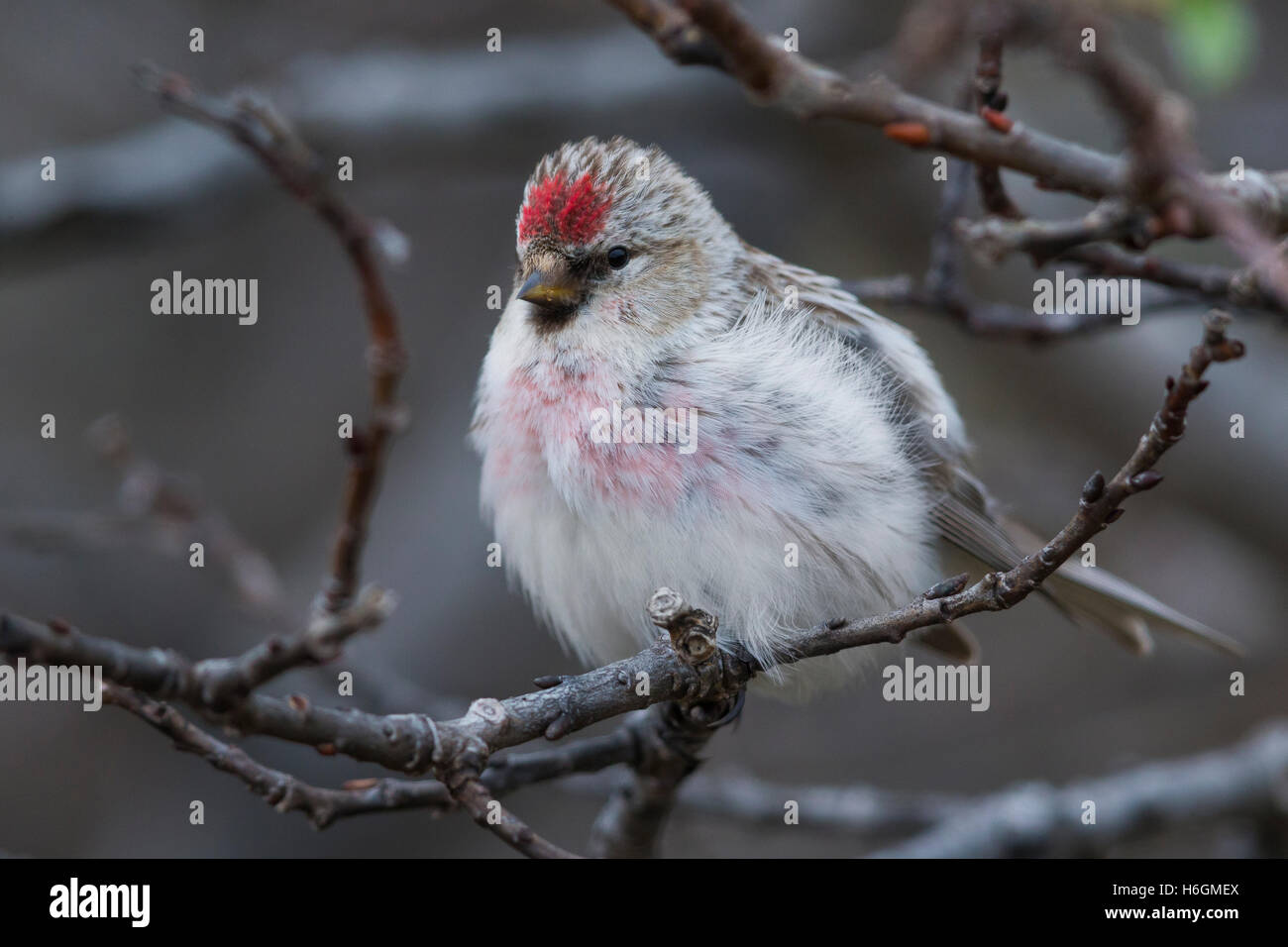 Sizerin flammé (Acanthis hornemanni arctique), adulte perché sur une branche Banque D'Images