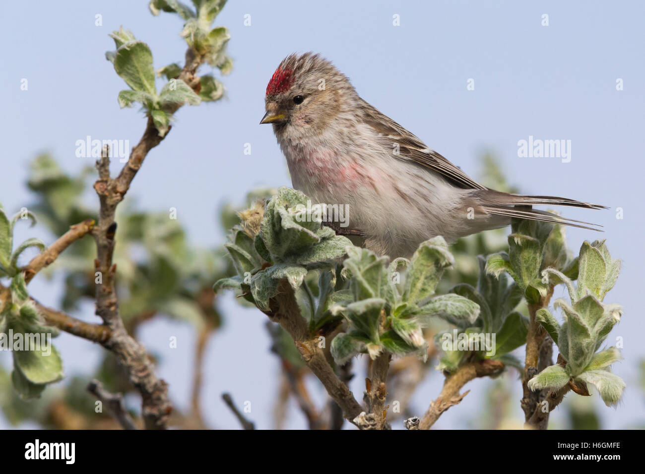 Sizerin flammé (Acanthis hornemanni arctique), adulte perché sur une branche Banque D'Images
