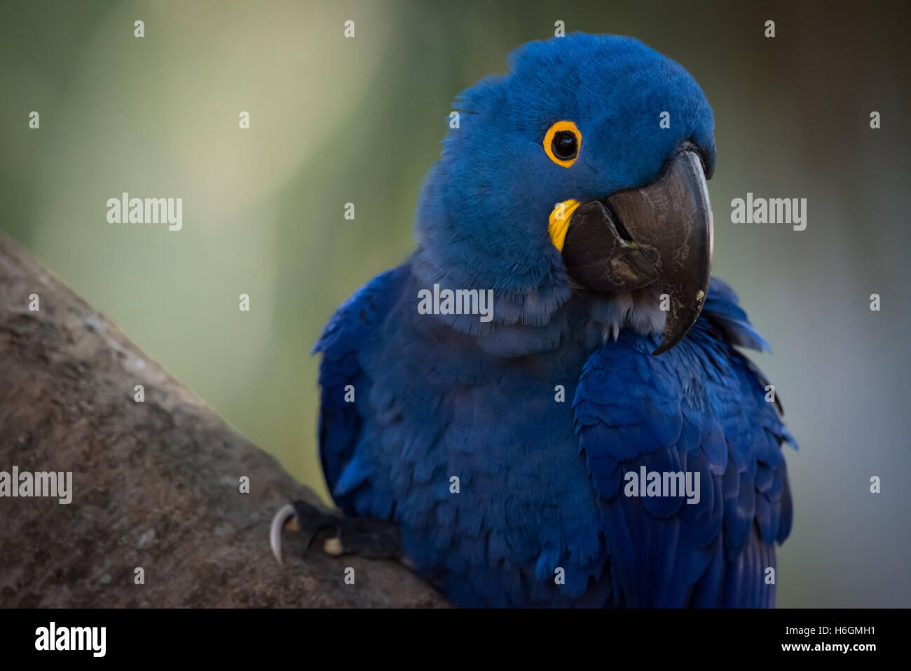 Close-up of hyacinth macaw perché sur une branche Banque D'Images