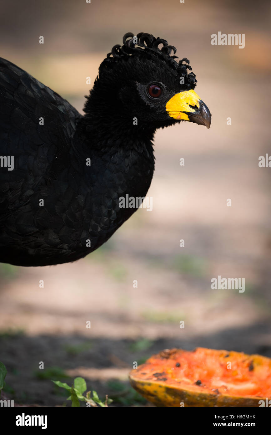 Close-up of black curassow manger la moitié de papaye Banque D'Images