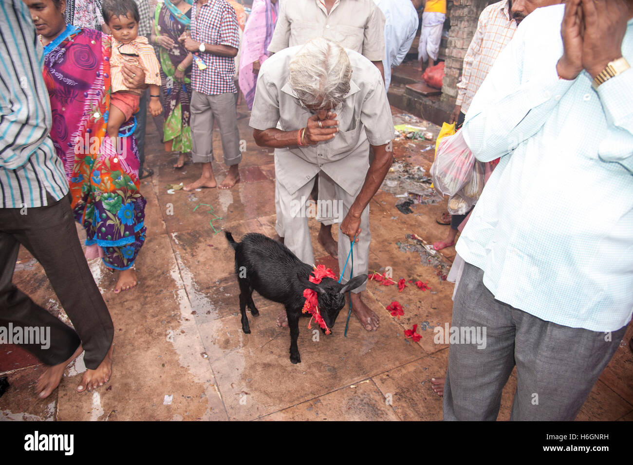 Le culte de l'homme hindou une chèvre pour sacrifier à la déesse comme souhaits remplies par la déesse Kali ghat Kolkata West Bengal India. Banque D'Images