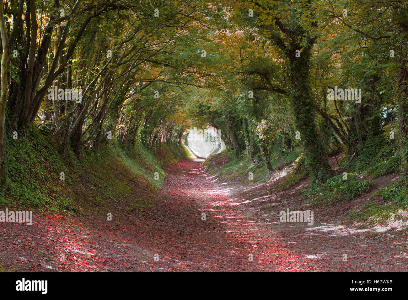 Halnaker chemin creux au cours de l'automne, Chichester, West Sussex, Angleterre, RU, FR Banque D'Images