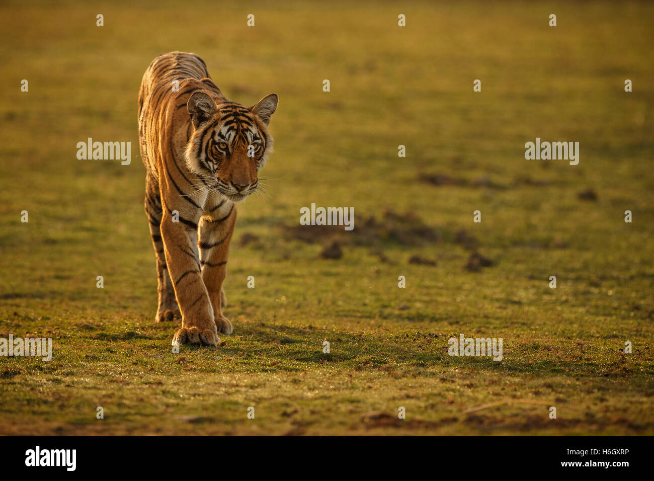 Tigre dans une belle lumière dorée à Ranthambhore National Park en Inde. Banque D'Images