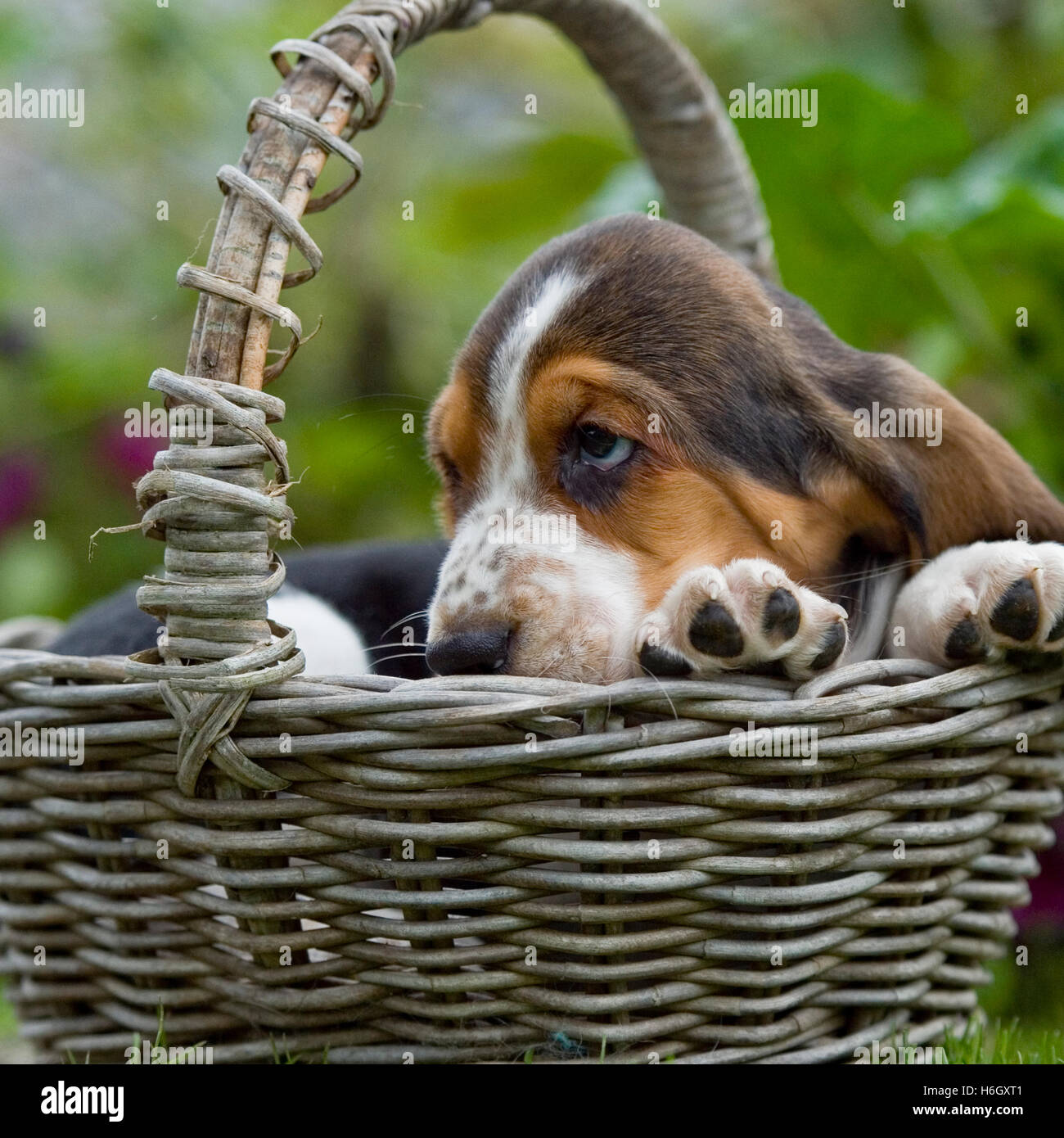 Basset Hound chiot dans un panier Banque D'Images
