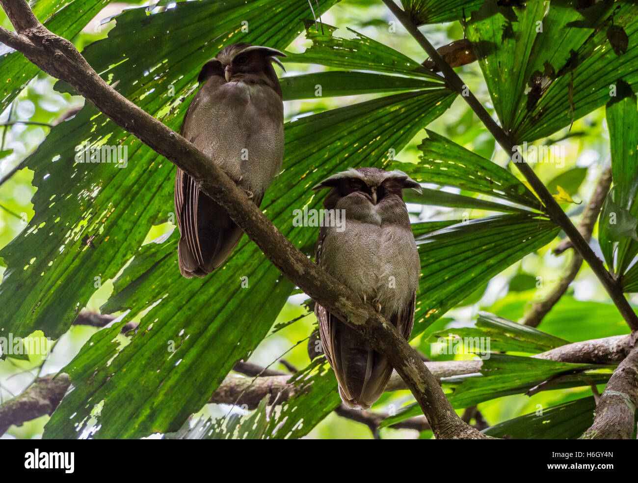 Une paire (Lophostrix cristata Crested hiboux) perché sur une branche dans la forêt amazonienne. Le Parc national Yasuni, en Equateur. Banque D'Images