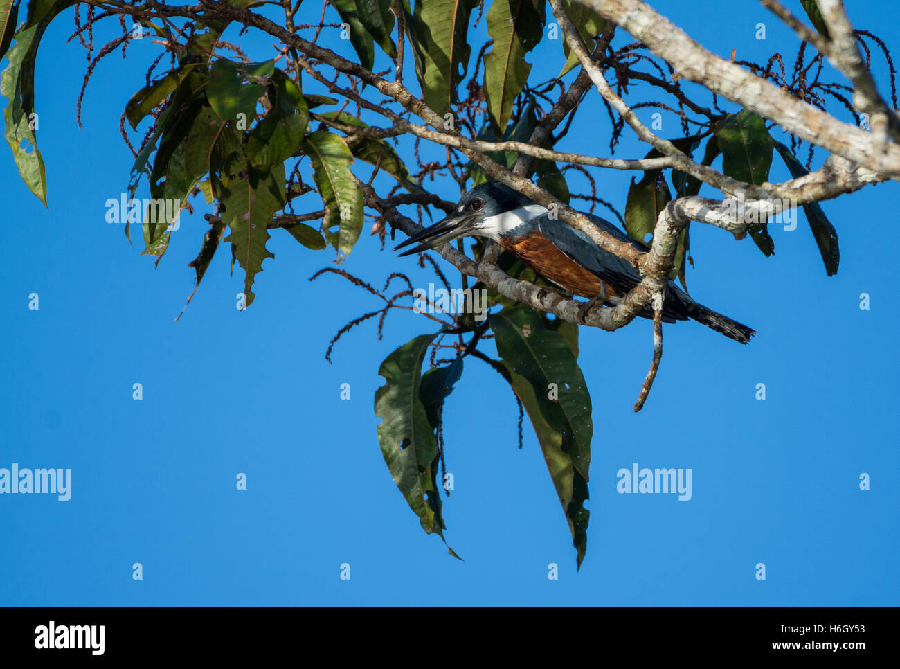 Un Phoque annelé Kingfisher (Megaceryle torquata) perché sur une branche de l'Amazones. Le Parc national Yasuni, en Equateur, en Amérique du Sud. Banque D'Images