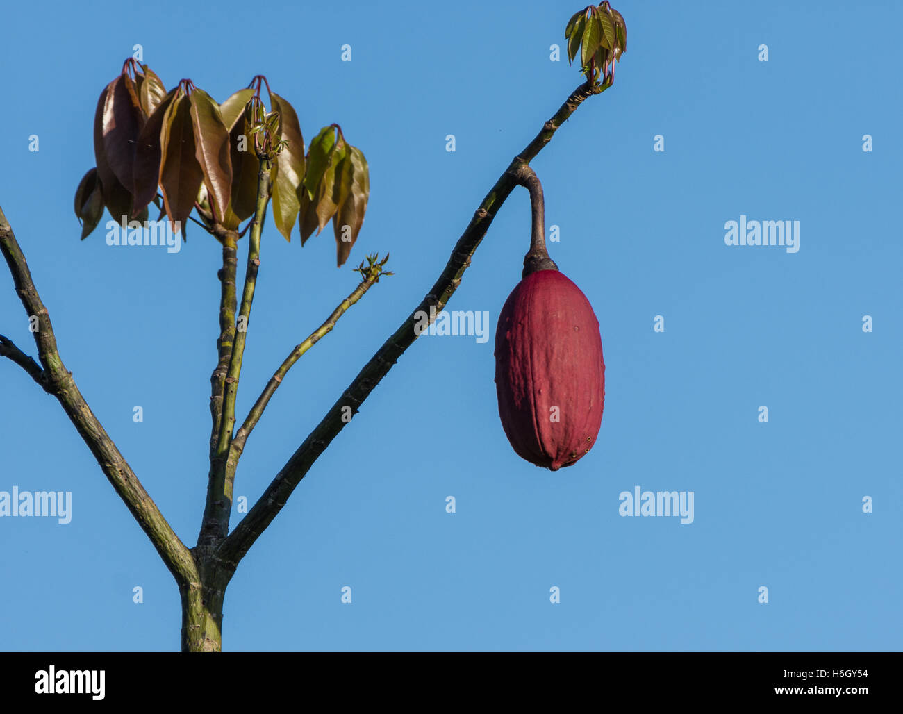 Fruits rouges de soie cotton tree (Ceiba pentandra) dans la forêt amazonienne. Le Parc national Yasuni, en Equateur, en Amérique du Sud. Banque D'Images
