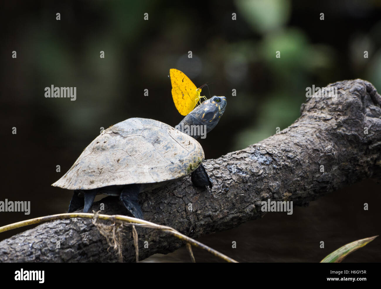 Un papillon jaune est posé sur la tête d'une tortue dans les Amazones. Le Parc national Yasuni, en Equateur, en Amérique du Sud. Banque D'Images