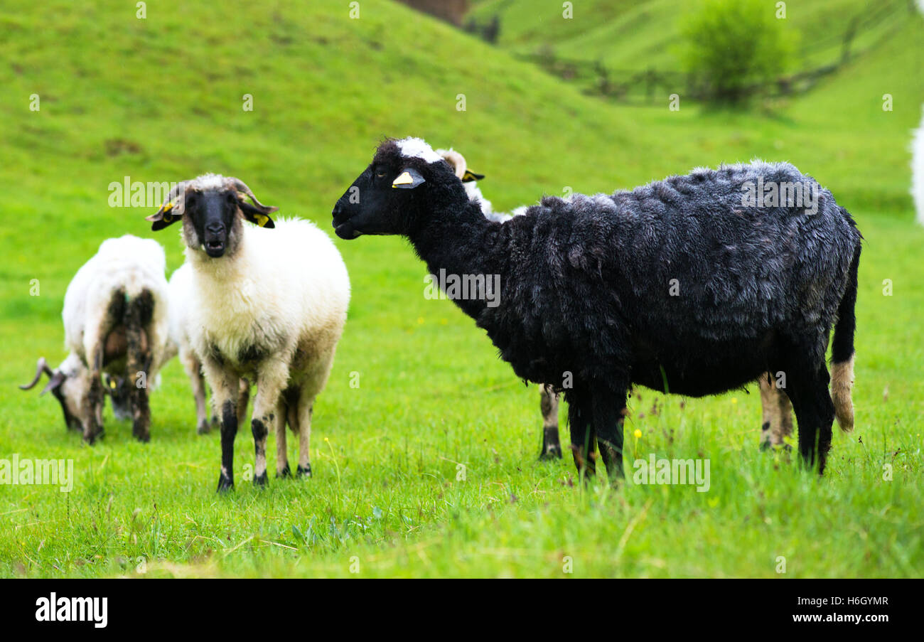 Mouton noir et blanc sur les pâturages Banque D'Images