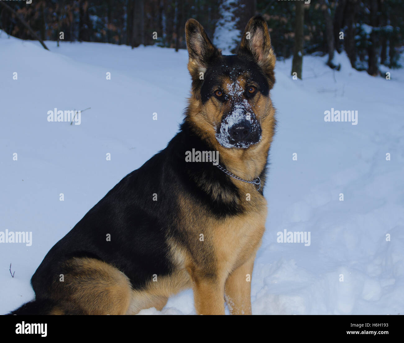 Un berger allemand femelle est assis dans la neige en hiver. Banque D'Images