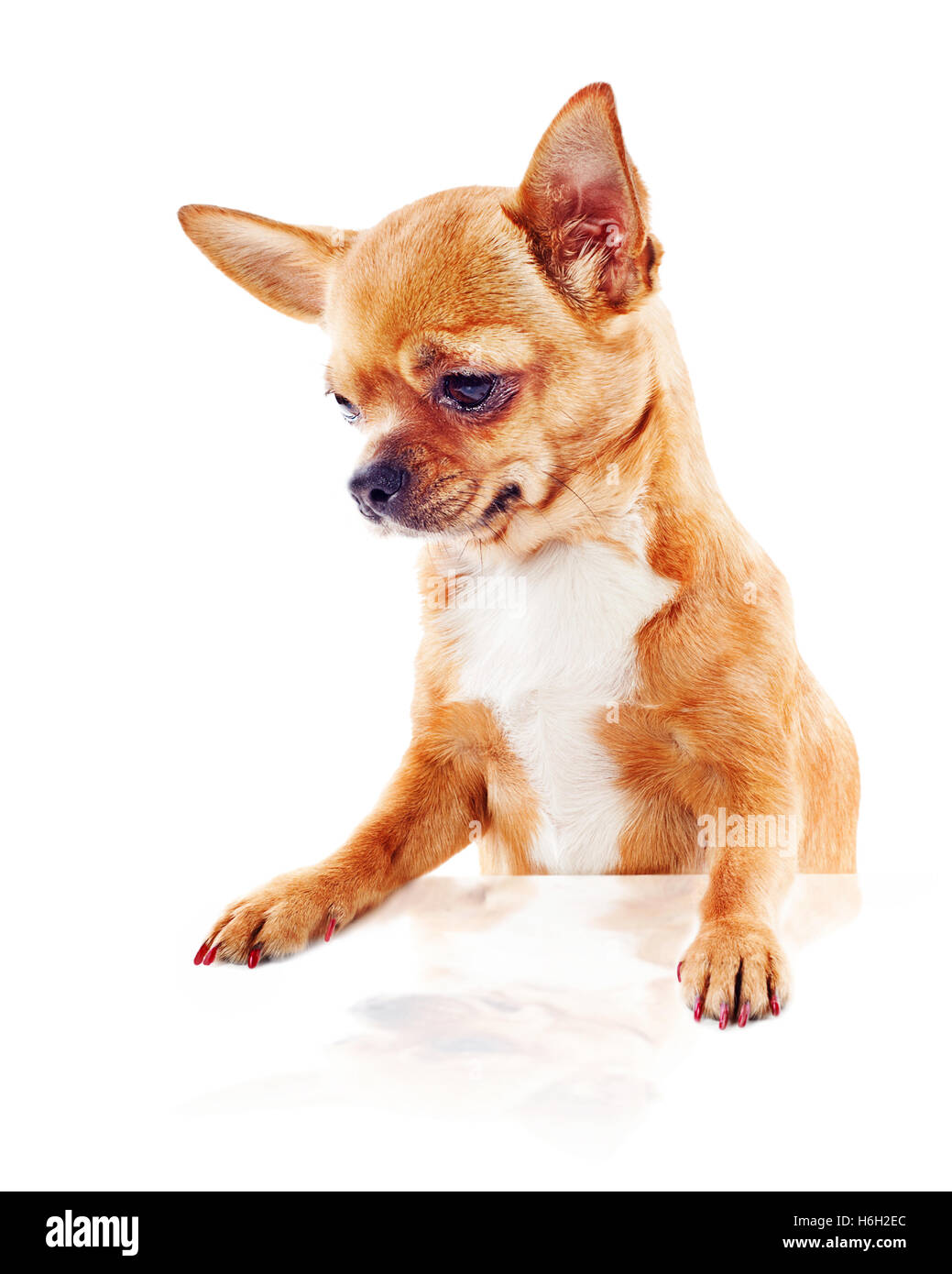 Chien chihuahua rouge isolé sur fond blanc. Libre. Banque D'Images