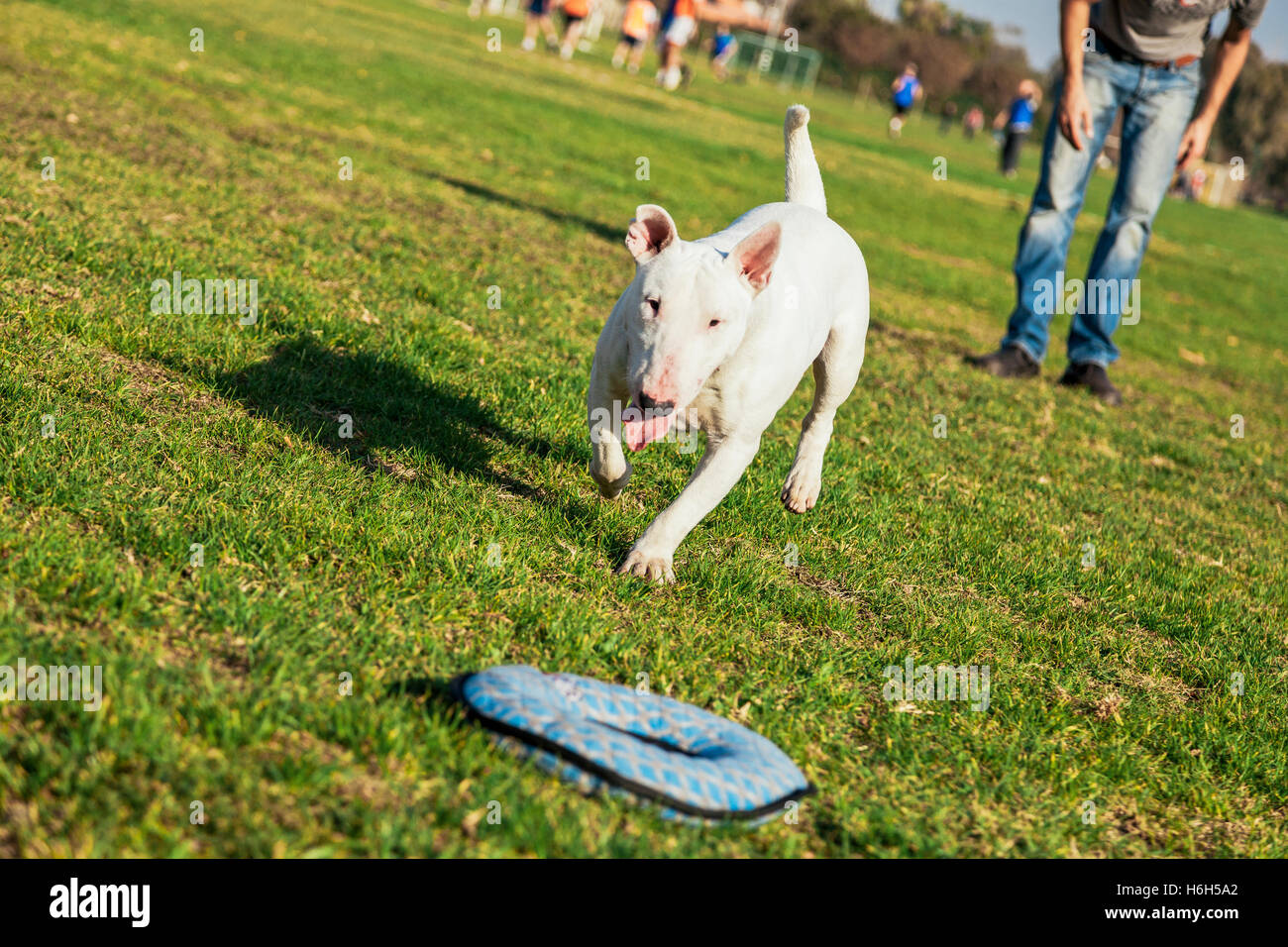 Bull Terrier chien jouant avec une peluche en forme de beignet sur une journée ensoleillée au parc. Banque D'Images