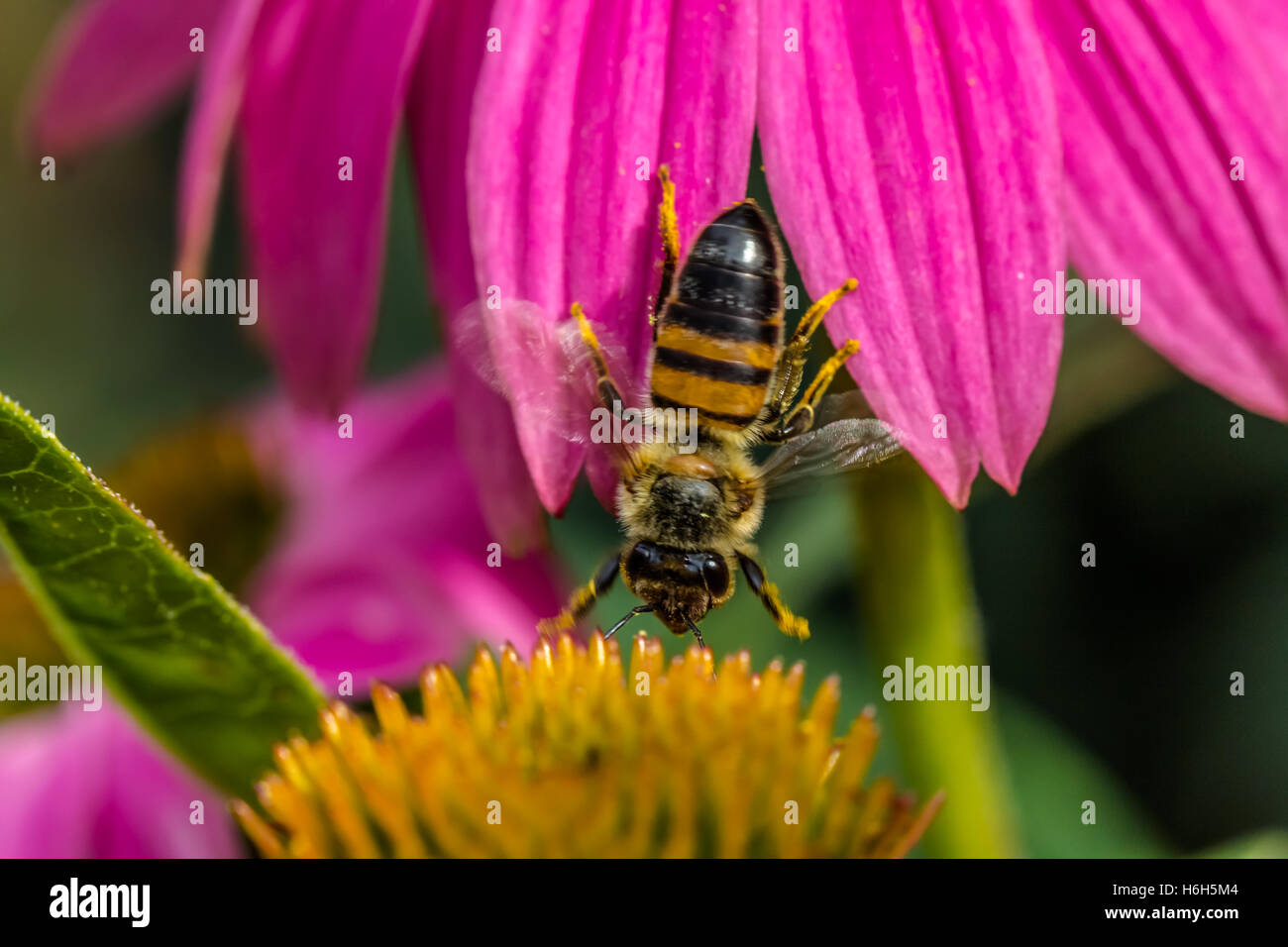 Passage d'abeilles sur les fleurs Banque D'Images