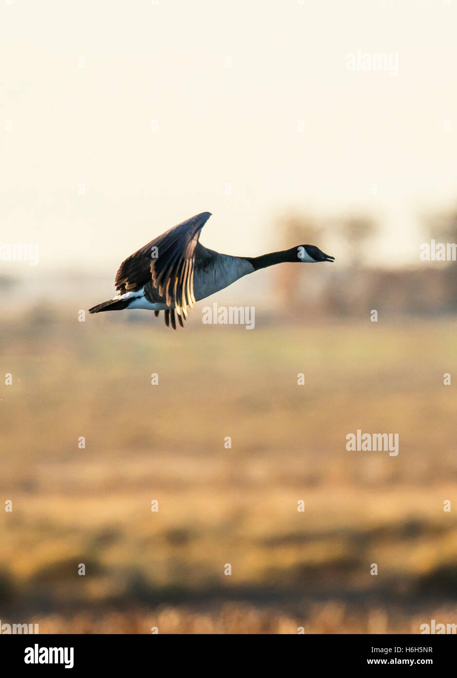 Canada Goose en vol au lever du soleil, Monte Vista National Wildlife  Refuge, Colorado, USA Photo Stock - Alamy