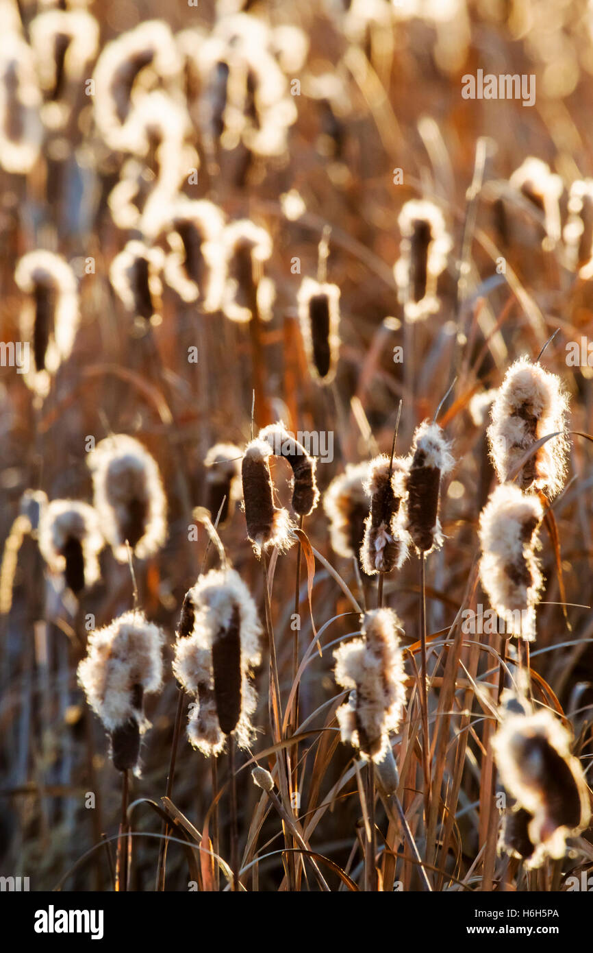 Les quenouilles poussent le long d'étangs du Monte Vista National Wildlife Refuge, centre du Colorado, USA Banque D'Images