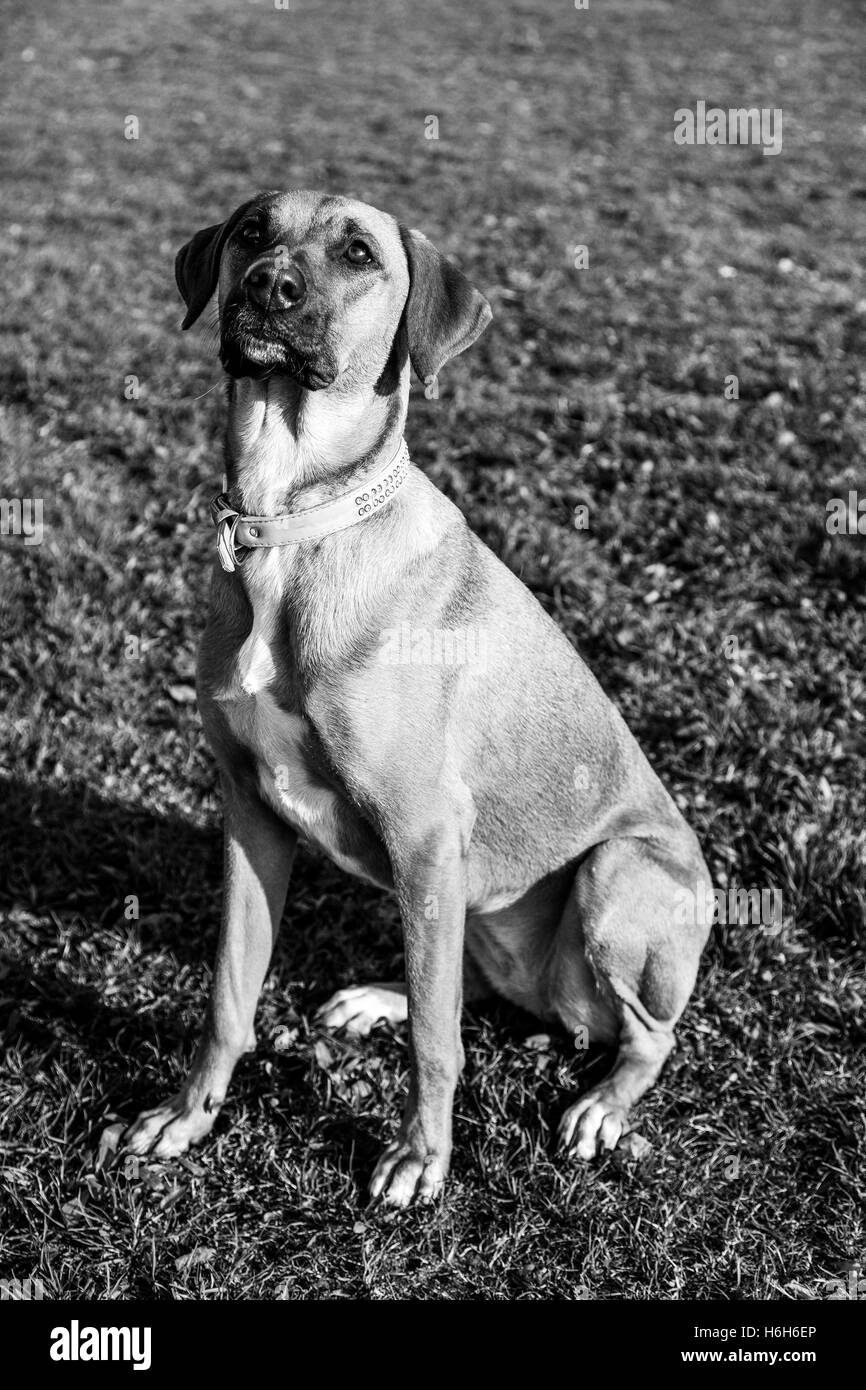 Portrait of a mixed breed dog sitting in a park. Banque D'Images
