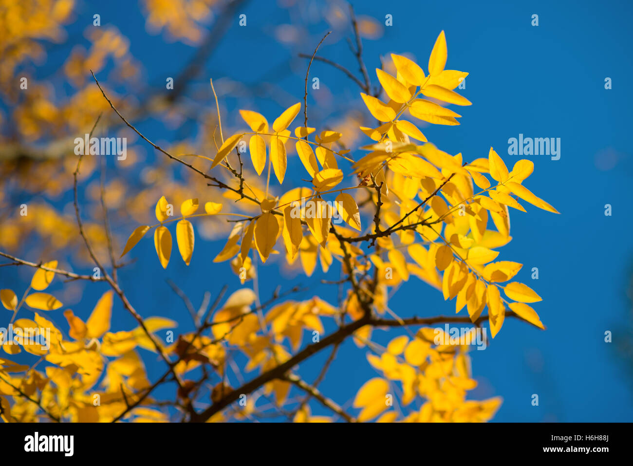 Feuilles jaunes contre un ciel bleu sur un matin d'automne Banque D'Images