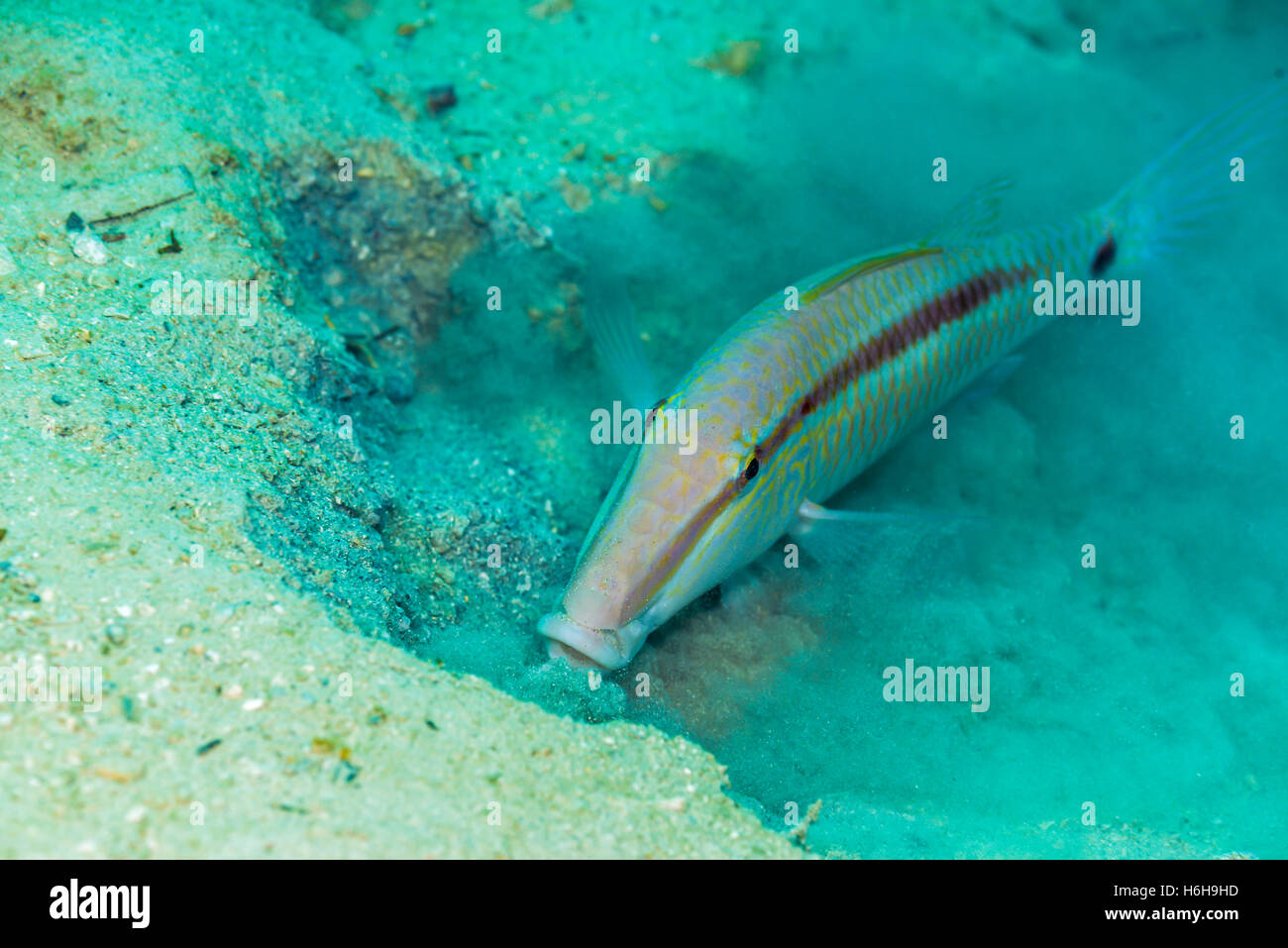 Dash-et-dot goatfish, Parupeneus barberinus (Lacepède, 1801). En petite n easy, l'île de Yap Micronésie. Banque D'Images