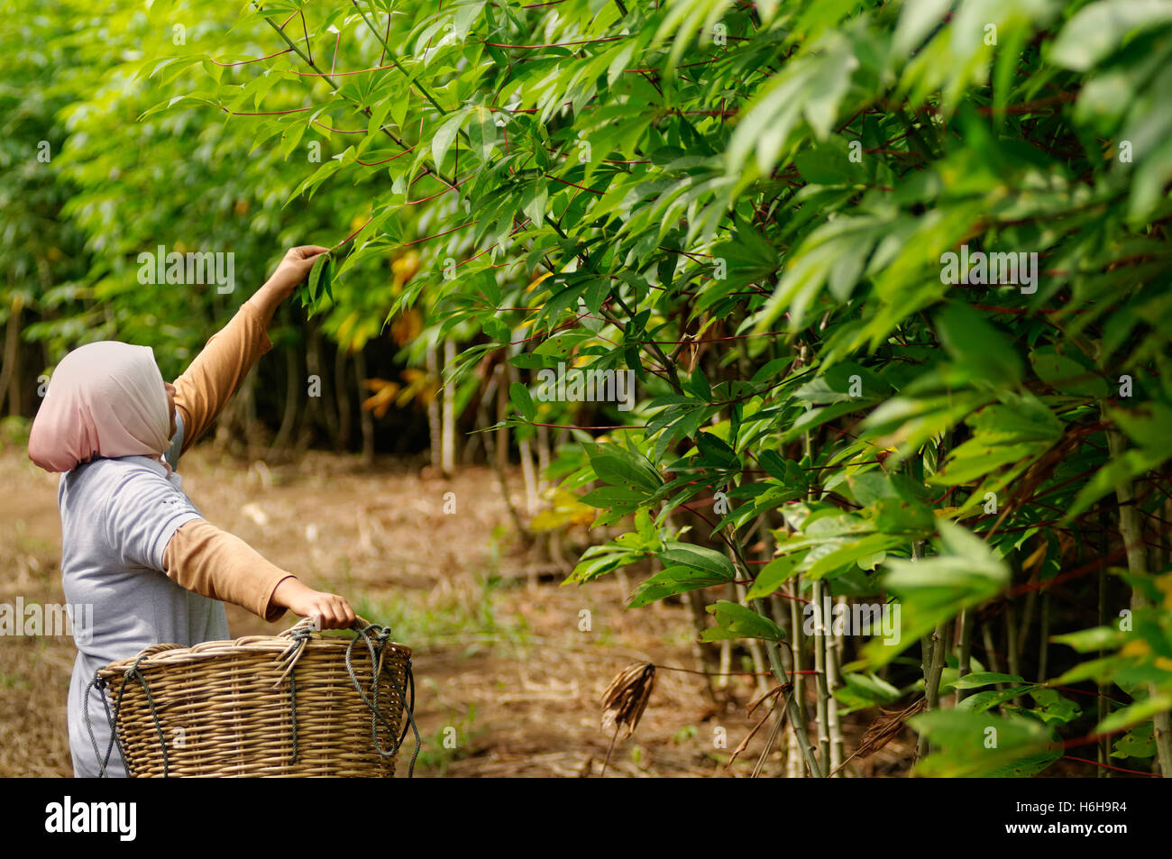 Le manioc ou le tapioca est une plante cultivée à des fins commerciales avec de nombreuses utilisations industrielles et commerciales. Banque D'Images