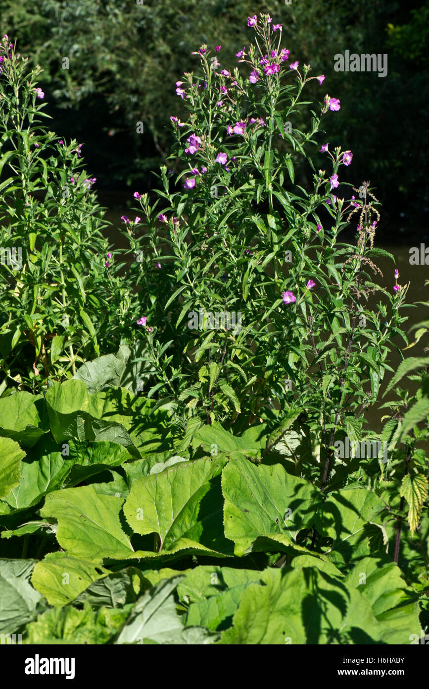 Une plus grande, d'épilobe Epilobium hirsutum, la floraison sur la berge du canal entre les feuilles de pétasite, Juillet Banque D'Images