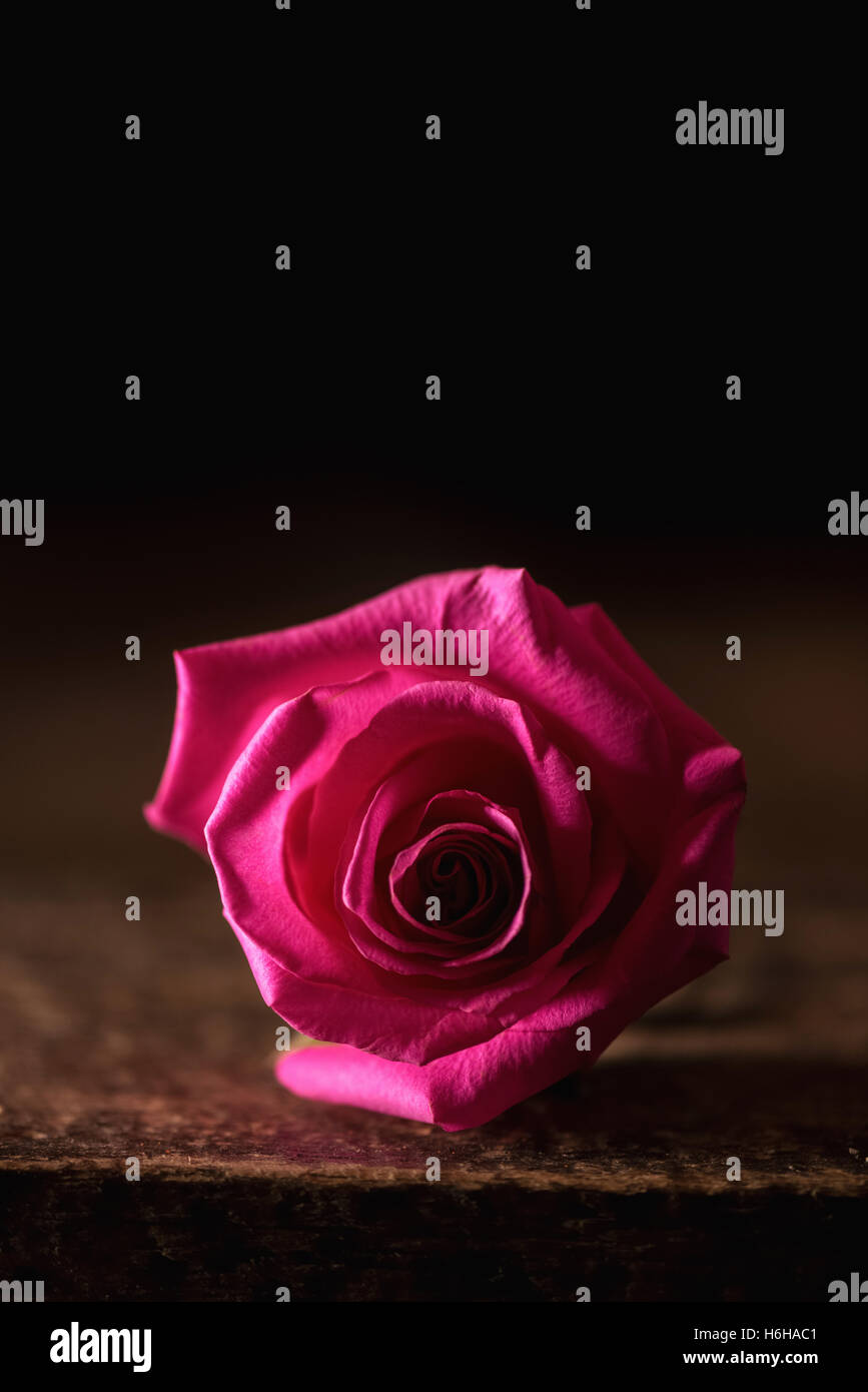 Rose rose tourné en lumière tamisée with copy space Banque D'Images